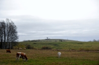 Kanadischer Herbst 11.2019